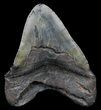 Fossil Megalodon Tooth - Monster Meg Tooth #56465-2